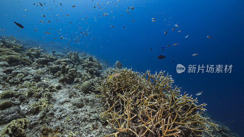 加勒比海珊瑚礁的绿松石海水/库拉索岛与鱼，鹿角珊瑚和海绵